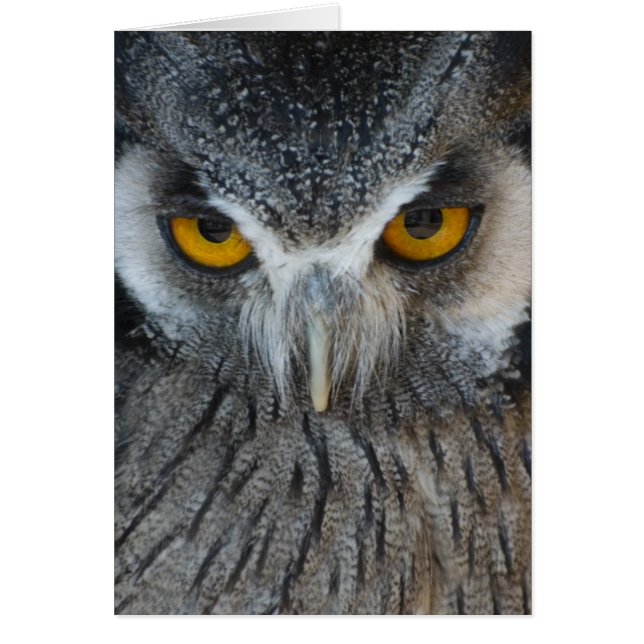 Búho blanco y negro macro (Frente)