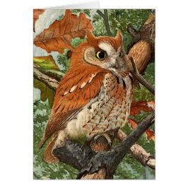 Búho de chillido (fase marrón)