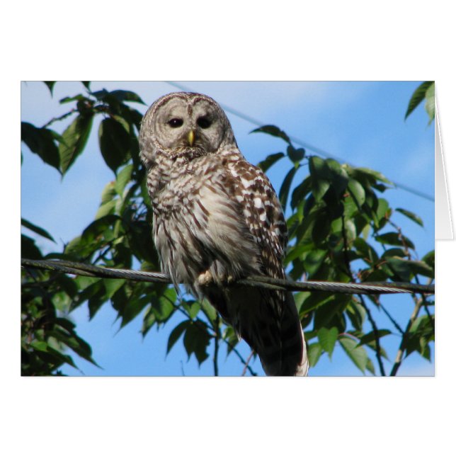 Búho en el alambre (Anverso (Horizontal))