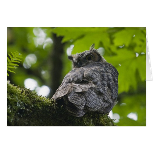 Búho en la tarjeta de Nisqually (Anverso (Horizontal))