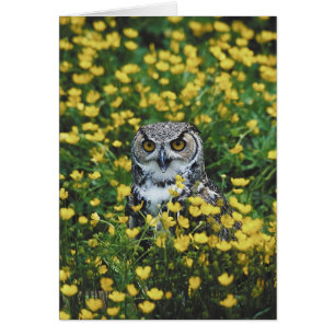 Búho en ranúnculos