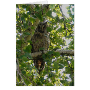 Búho espigado largo en el árbol - otus del asio