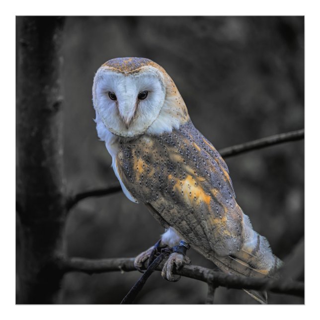 Búho : Fotografía selectiva de color (Frente)