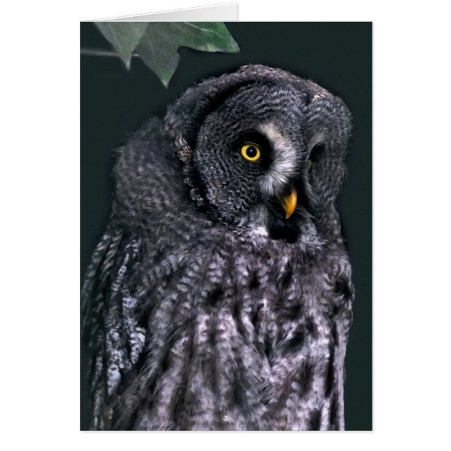 Búho Gris Grande (Frente)
