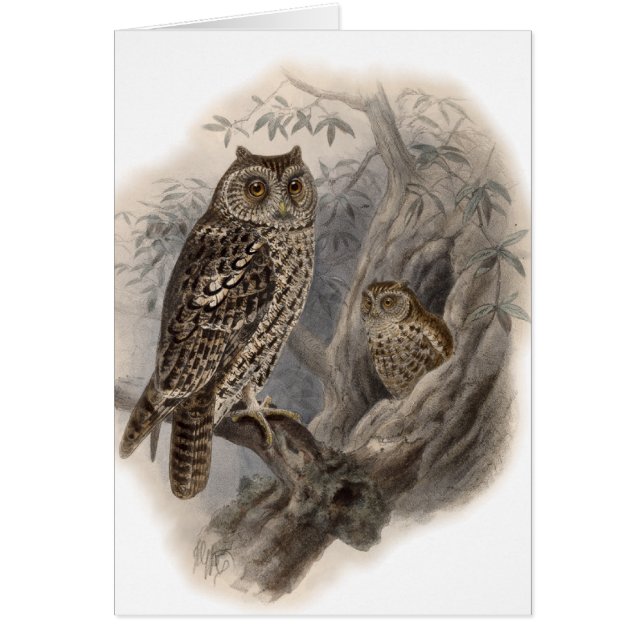 Búho marrón (Frente)