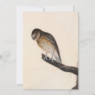 Búho pequeño   William Lewin