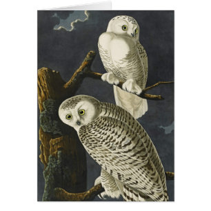 Búhos Nevado de Audubon