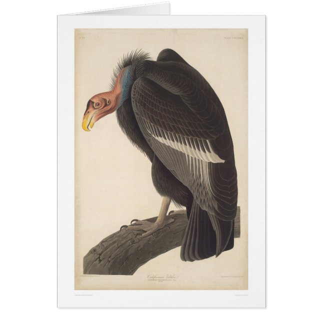 Buitre de Audubon California (2609A) (Frente)