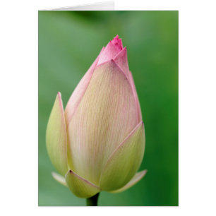 Bulbo de Nenúfar sin Abrir, Botánico de Durban