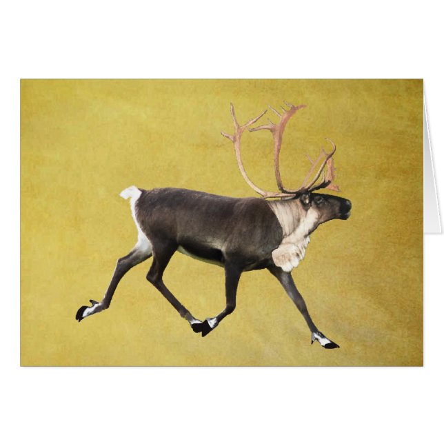 Bull Caribou (Anverso (Horizontal))
