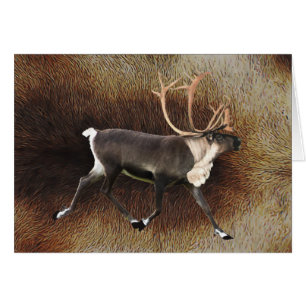 Bull Caribou
