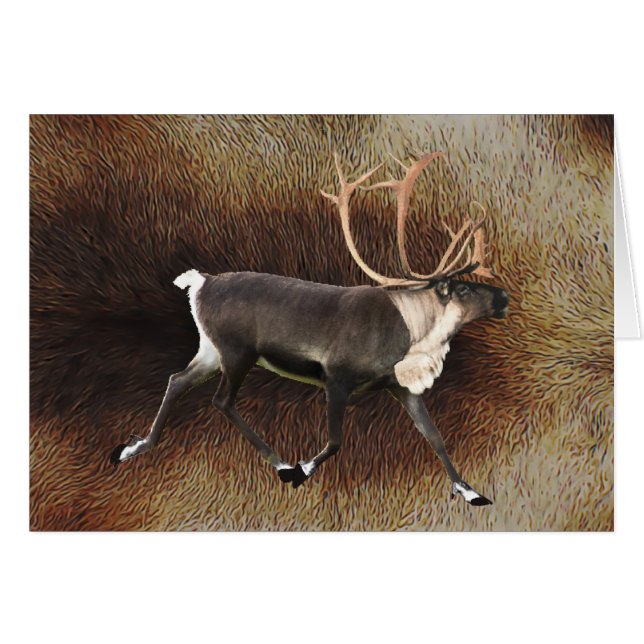 Bull Caribou (Anverso (Horizontal))