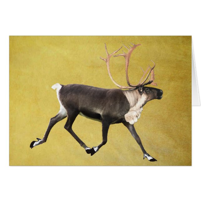 Bull Caribou (Anverso (Horizontal))