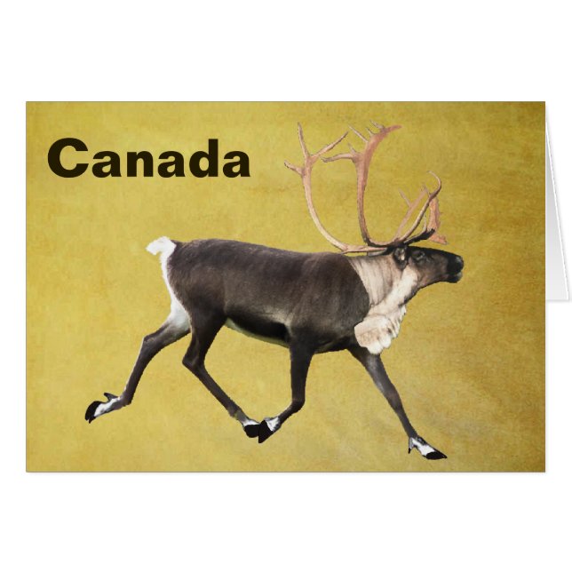 Bull Caribou (Anverso (Horizontal))