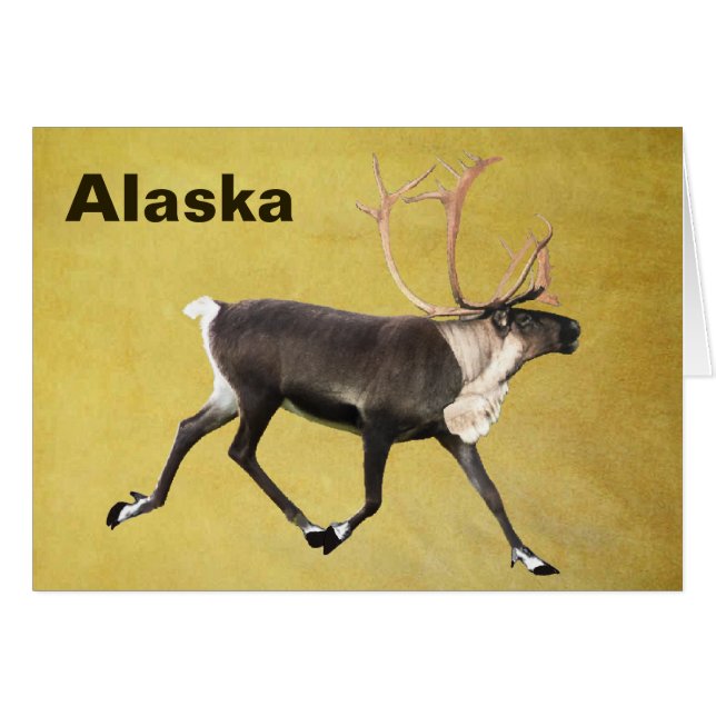 Bull Caribou (Anverso (Horizontal))