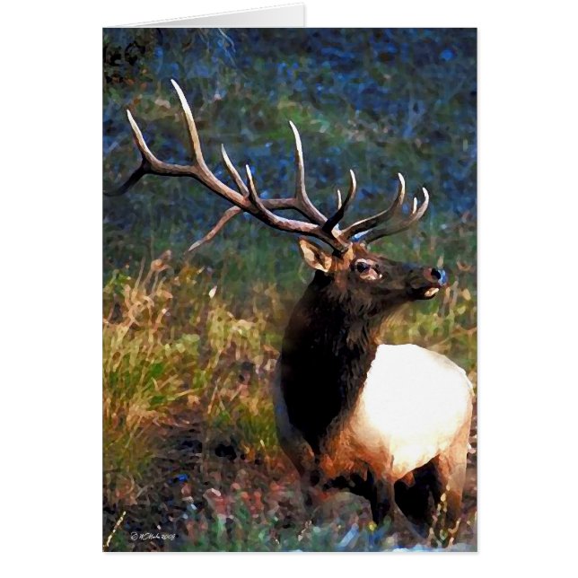 Bull Elk (Frente)