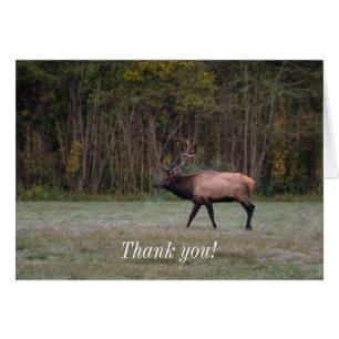 Bull Elk Morning Walk Gracias Card