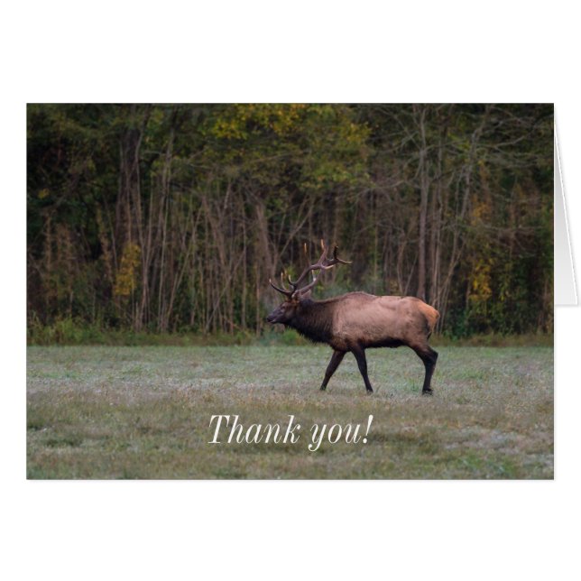 Bull Elk Morning Walk Gracias Card (Anverso (Horizontal))