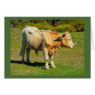 Bull en Madeira