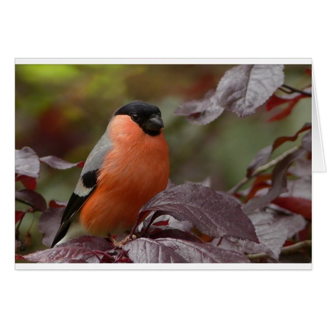 Bull Finch (Anverso (Horizontal))