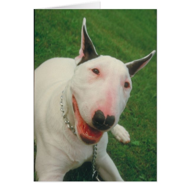 Bull Terrier (Frente)