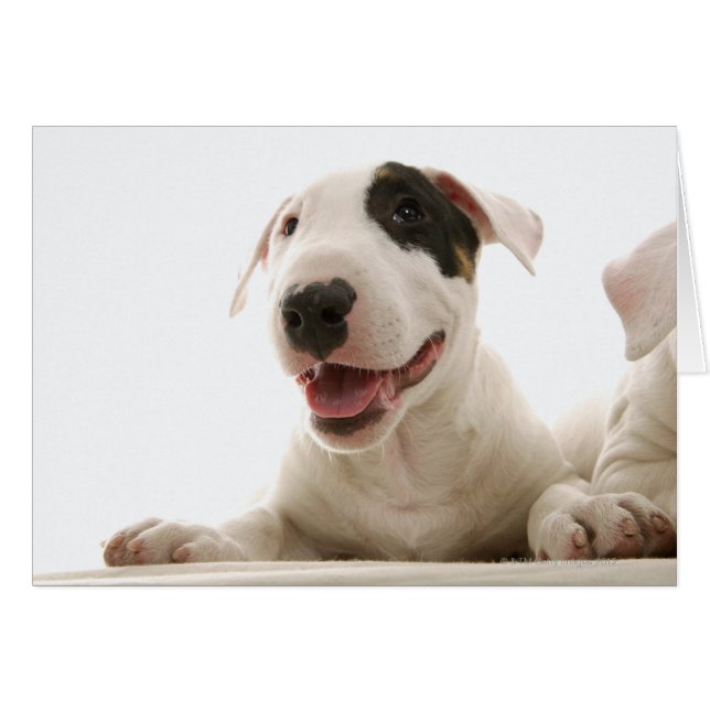 Bull Terriers (Anverso (Horizontal))