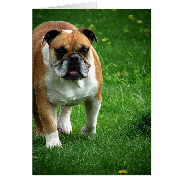 Bulldog (Frente)