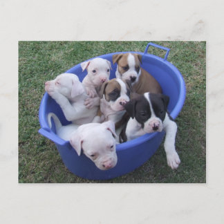 Bulldog americano cachorra postal