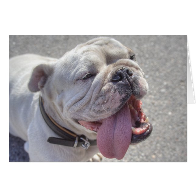 Bulldog blanco feliz (Anverso (Horizontal))