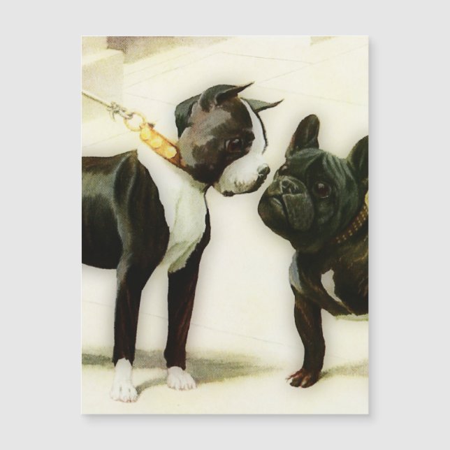 BULLDOG BOSTON TERRIER&FRANCÉS (Anverso)