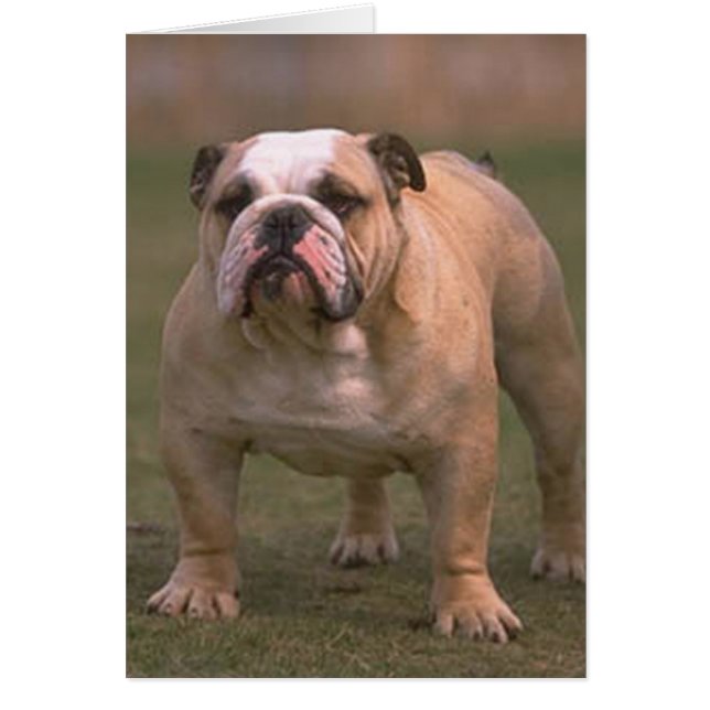 bulldog completo 2 (Frente)