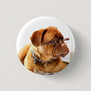 Bulldog con gafas - Botón