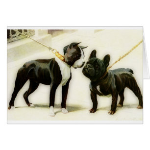 BULLDOG DE BOSTON TERRIER&FRENCH