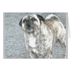 Bulldog de cortadura agrietado