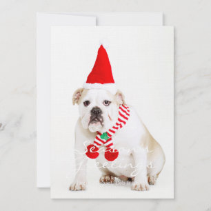Bulldog Elf
