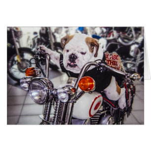 Bulldog en la motocicleta