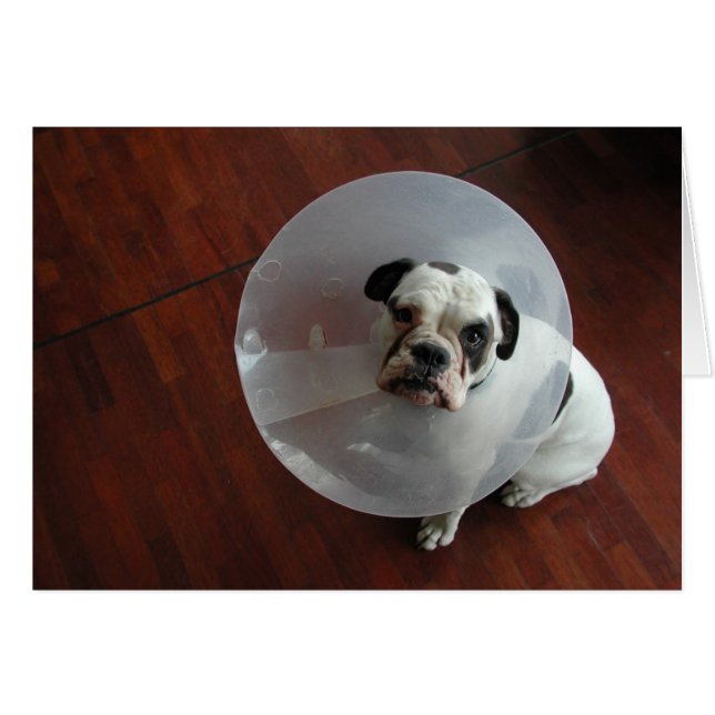 Bulldog francés (Anverso (Horizontal))