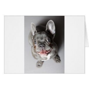 Bulldog francés