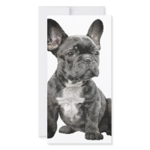 Bulldog Francés