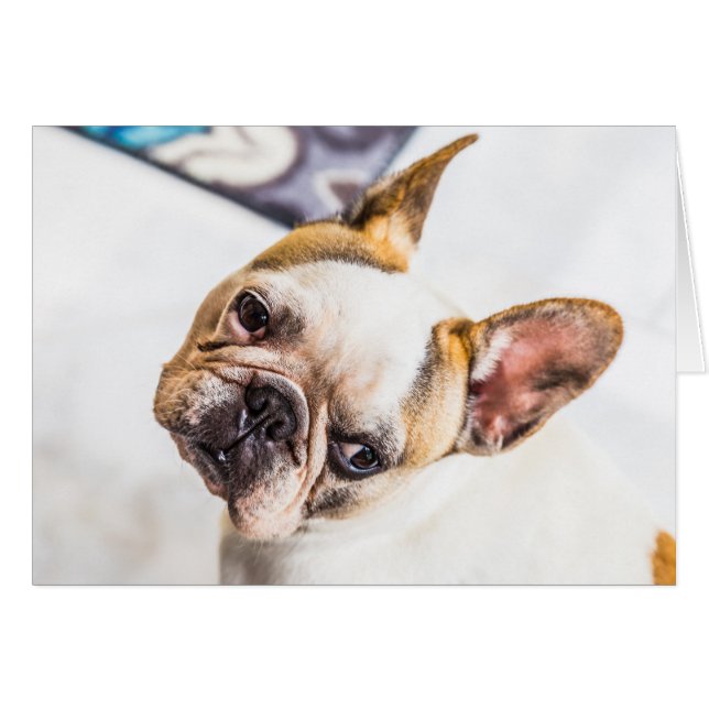 Bulldog francés (Anverso (Horizontal))