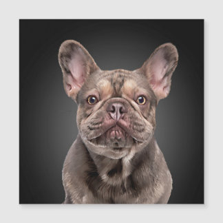 Bulldog francés de dibujo Cojín decorativo Notepad