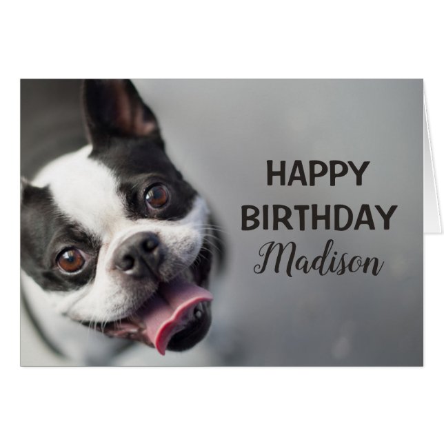 Bulldog francés de las imágenes el | de Getty (Anverso (Horizontal))