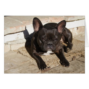 Bulldog francés Grouchy