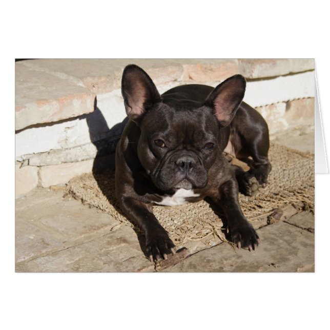 Bulldog francés Grouchy (Anverso (Horizontal))