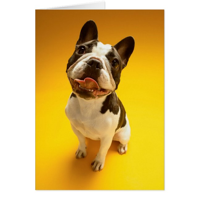 Bulldog francés mirando hacia arriba (Frente)