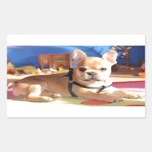 Bulldog francés pegatina