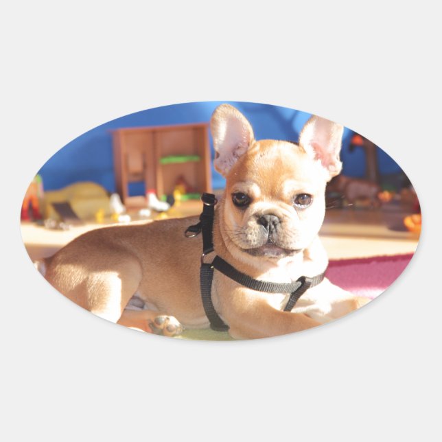 Bulldog francés pegatina oval (Anverso)