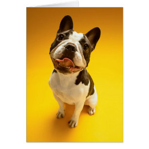 Bulldog francés que mira para arriba