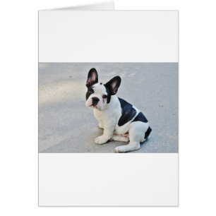 bulldog francés sentado