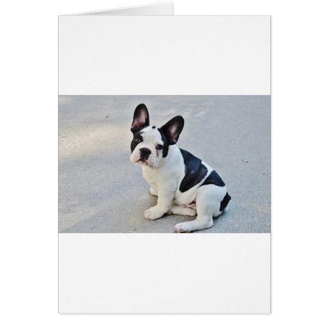 bulldog francés sentado (Frente)